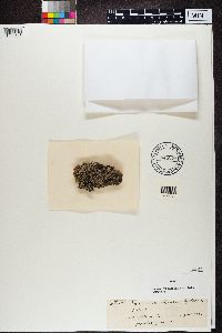 Phaeophyscia orbicularis image