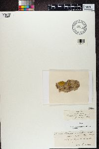 Caloplaca luteoalba image