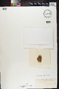 Rhizoplaca chrysoleuca image