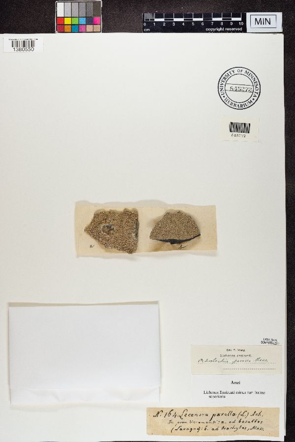 Lecanora parella image