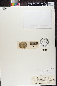 Lecanora symmicta image