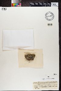 Dimelaena oreina image