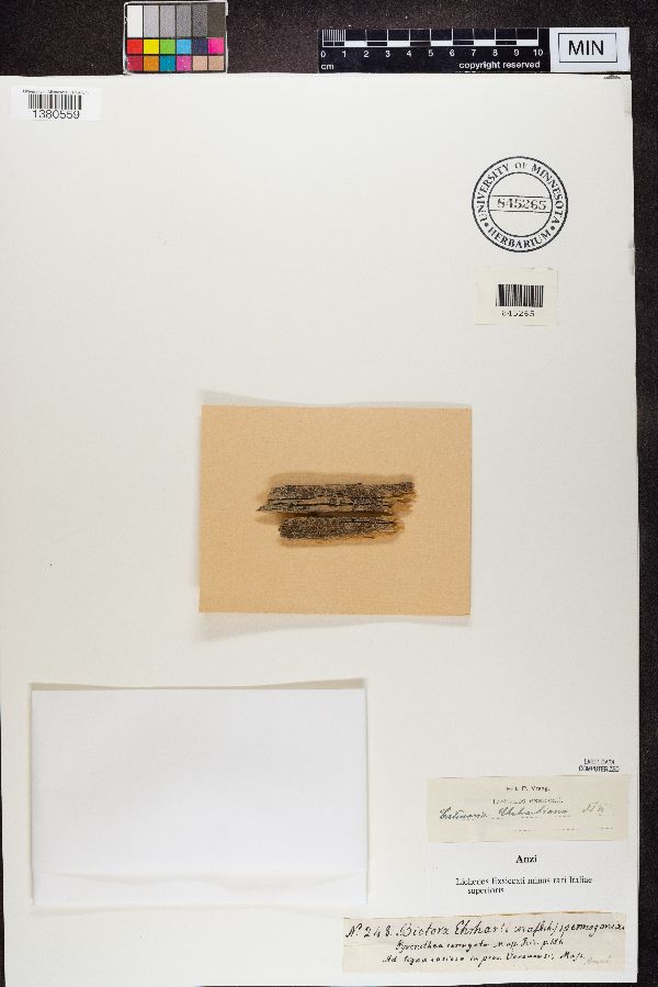 Cliostomum corrugatum image