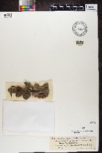 Buellia schaereri image