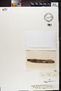 Buellia parasema image