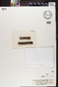 Buellia punctiformis image