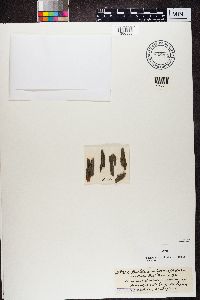 Buellia punctiformis image