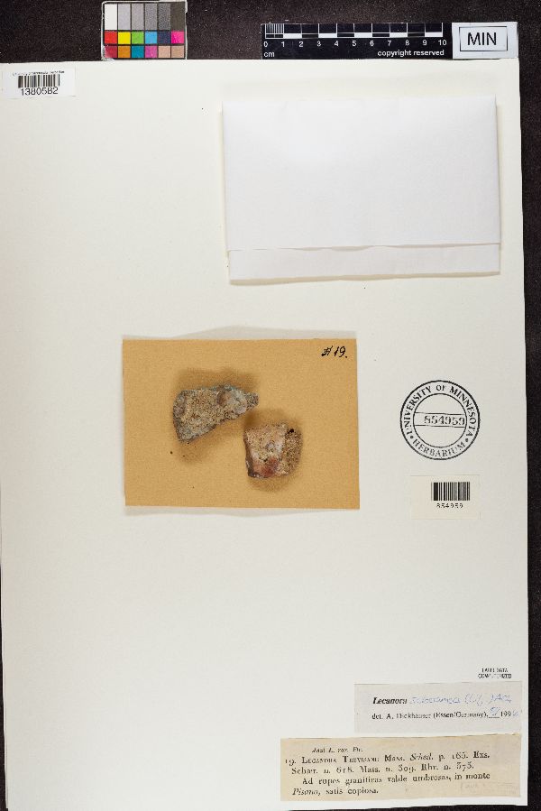 Lecanora trevisanii image