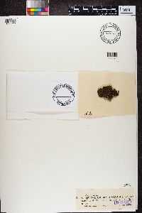 Leptogium minutissimum image