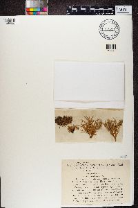 Ramalina farinacea image