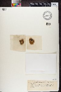 Ramalina pollinaria image