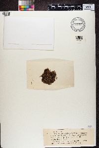 Nephroma laevigatum image
