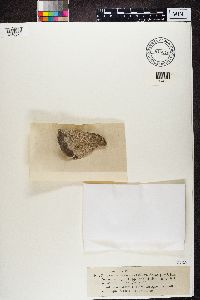 Lecanora parella image