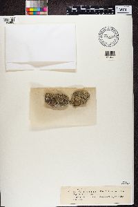 Gyalecta cupularis image