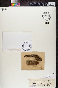 Bacidia rubella image