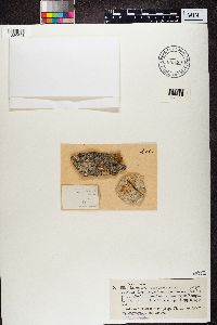 Diplotomma alboatrum image