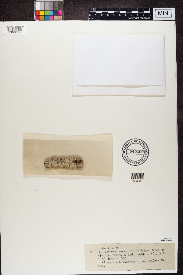 Arthonia pruinata image