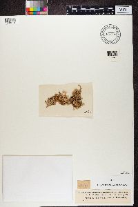 Evernia prunastri image