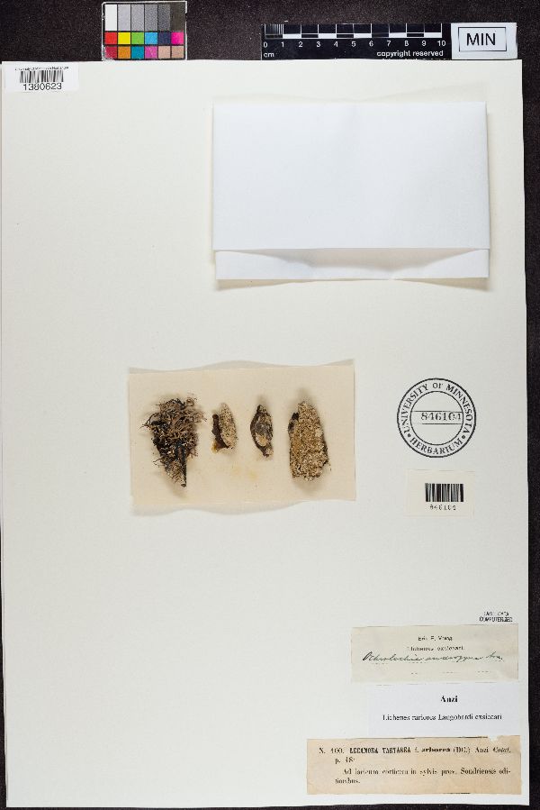 Lecanora tartarea var. arborea image