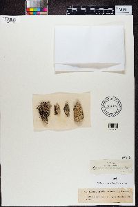 Lecanora tartarea image