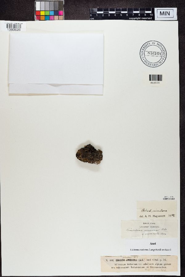 Rinodina amniocola image