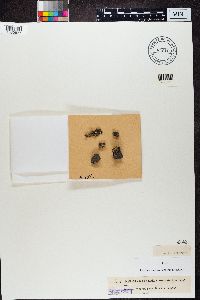 Acarospora glaucocarpa image