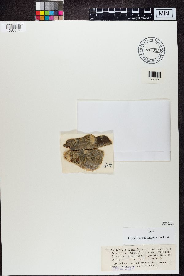 Biatora decandollei image