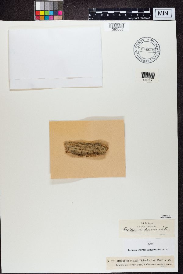 Trapeliopsis viridescens image