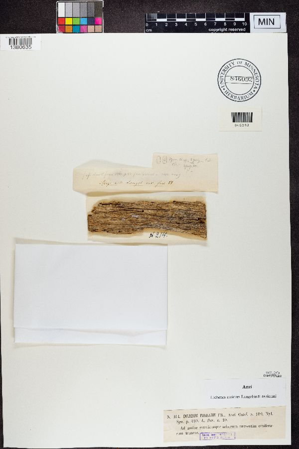 Chaenothecopsis pusilla image