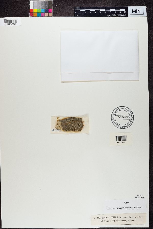 Strigula affinis image