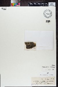 Phaeophyscia orbicularis image