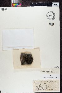 Parmeliella triptophylla image