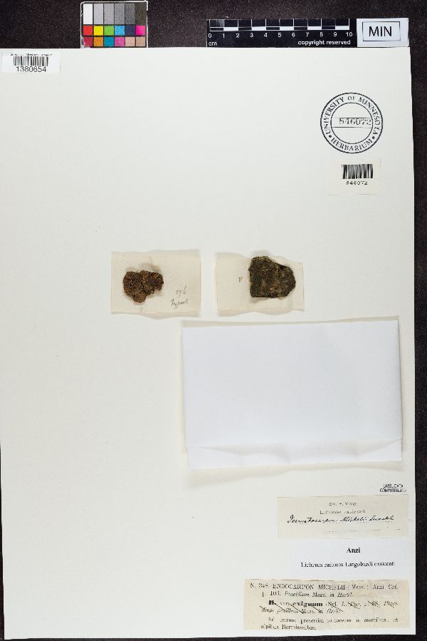 Catapyrenium michelii image