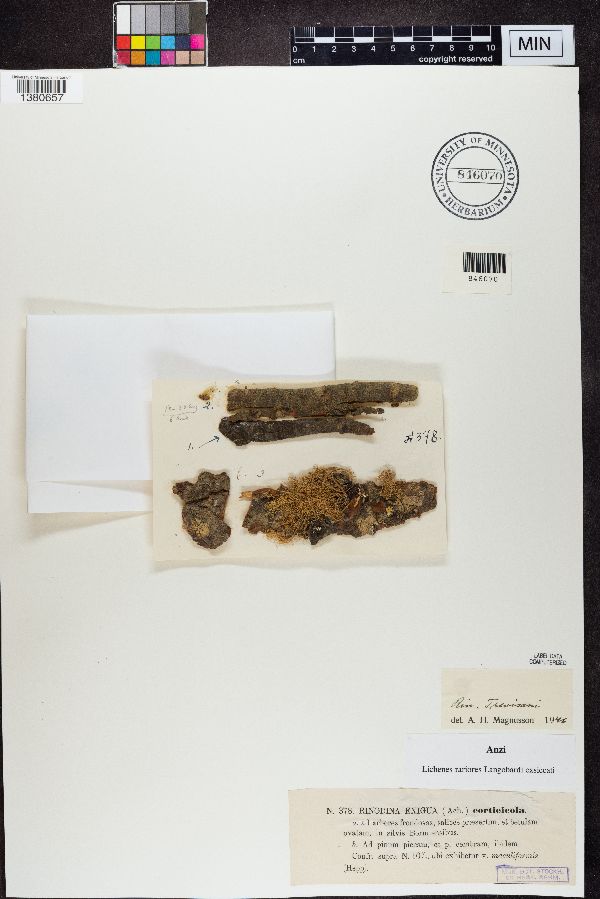 Rinodina exigua image