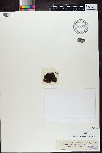 Image of Melanelia commixta