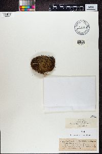 Rinodina turfacea image