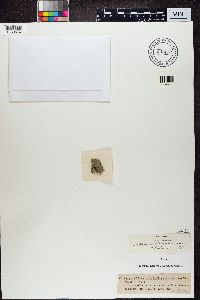 Lecania turicensis image