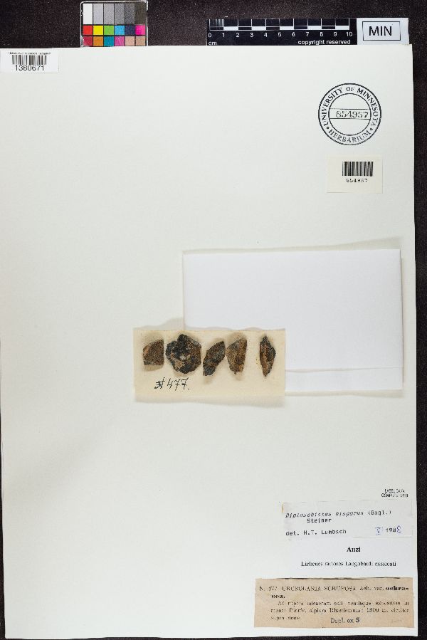 Urceolaria scruposa f. ochracea image