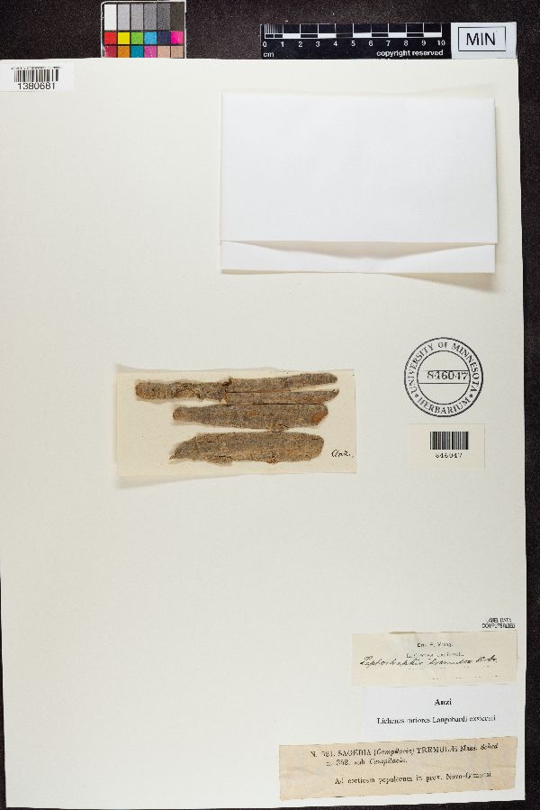 Naetrocymbaceae image