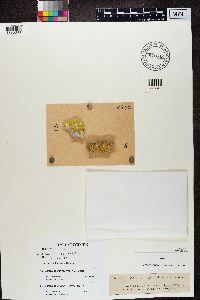 Flavoplaca citrina image