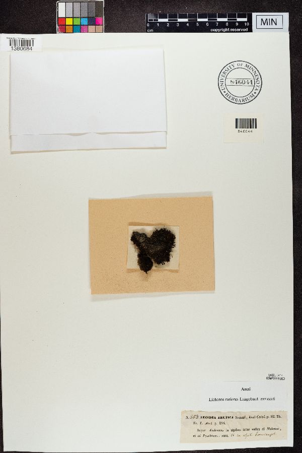 Lecidea arctica image