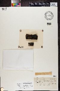 Parmeliella triptophylla image