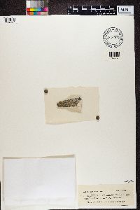 Caloplaca luteoalba image