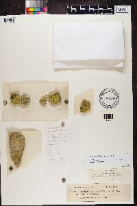 Flavoplaca citrina image