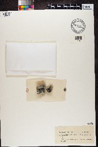 Media resource of Synalissa ramulosa