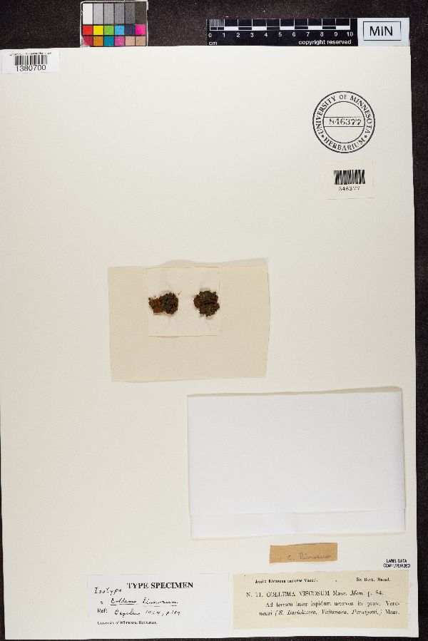 Collema viscosum image