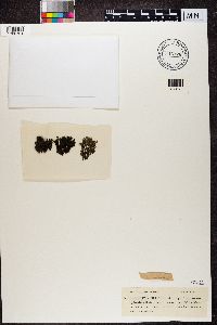 Collema cristatum image