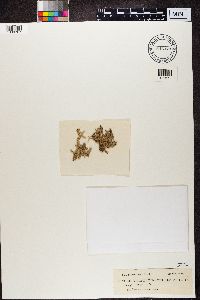 Stereocaulon tomentosum image