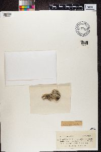 Protoparmeliopsis muralis image