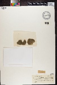 Rinodina sophodes image